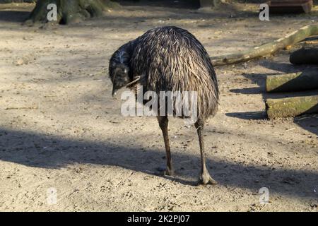 Fotografia di un'uem. Gli emus sono uccelli senza luce. Foto Stock