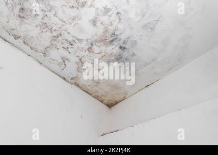 Macchie di acqua e muffa sul soffitto di casa Foto Stock