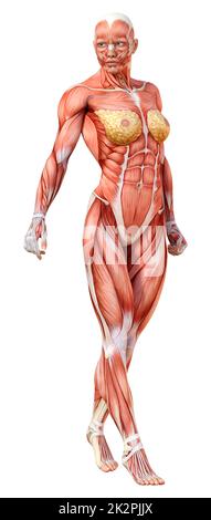 3D Rendering anatomia femminile figura su bianco Foto Stock
