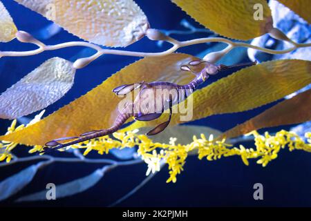 Incredibile creatura drago di mare che nuota in acqua dolce da solo da vicino Foto Stock