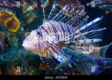 Pesce leone rosso esotico primo piano predatore pericoloso in coralli di acqua dolce Foto Stock