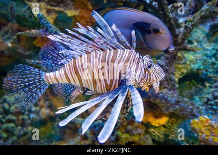 Pesce leone rosso esotico primo piano predatore pericoloso in coralli di acqua dolce Foto Stock