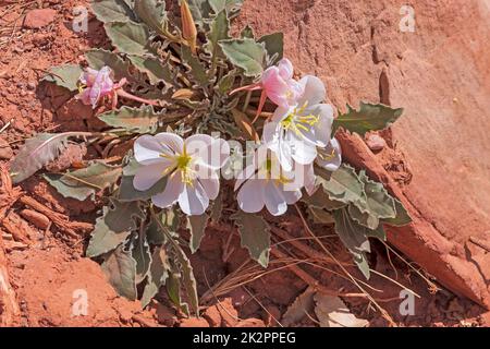 Pallido serata Primrose fiorire nel deserto Foto Stock