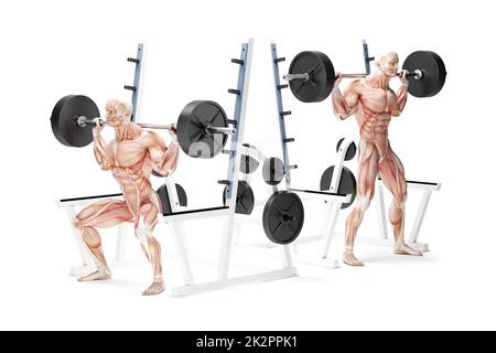 Barbell Squat esercizio. Illustrazione anatomica 3D. Isolato con tracciato di ritaglio Foto Stock