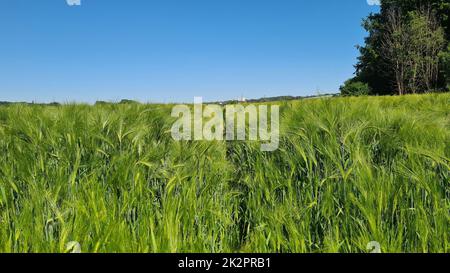 Campo di grano con cingoli di trattore nel raccolto crescente. Foto Stock