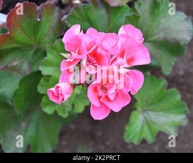 Fiore Pelargonio (latino Pelargonio) o Geranio (latino Geranio) rosa pallido Foto Stock