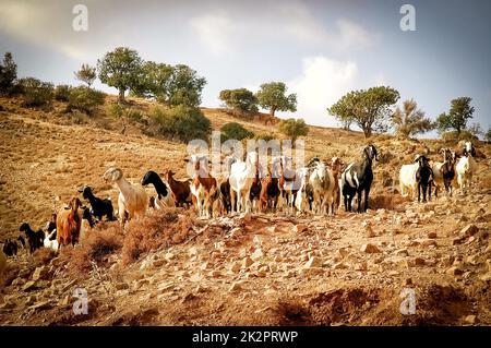 Capre che pascolano sulla collina. Cipro Foto Stock