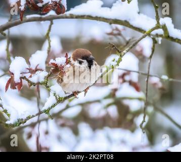 Sparrow seduto sul ramoscello di un albero innevato Foto Stock