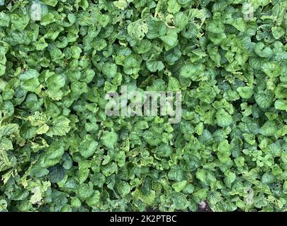 Primo piano della pianta erbacea perenne nativa boschiva e giardino con foglie a forma di cuore Viola odorata visto nel Regno Unito a fine settembre. Foto Stock