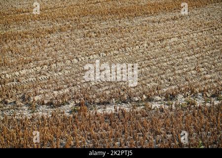 Campo di verdure secche in estate sotto il cielo blu Foto Stock