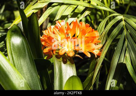 I fiori della Clivia miniata crescono e fioriscono nel giardino botanico Foto Stock