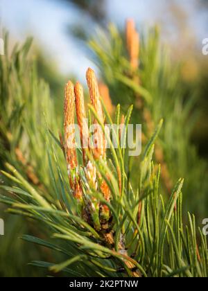 Coni verdi di larice europeo (Larix decidua) sul ramo Foto Stock