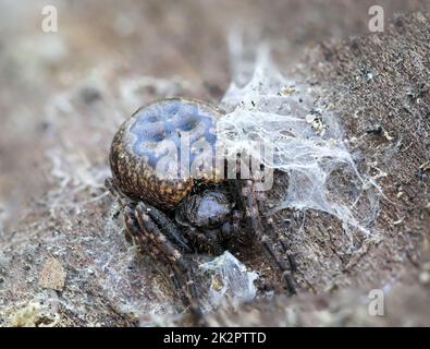 Primo piano di un ragno a croce di fessure seduto su un pezzo di corteccia di albero. Foto Stock