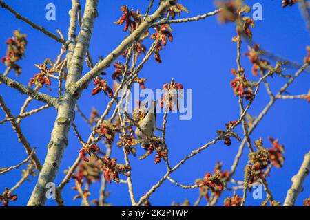 Ritratto di goldfinch su un albero in primavera. Foto Stock