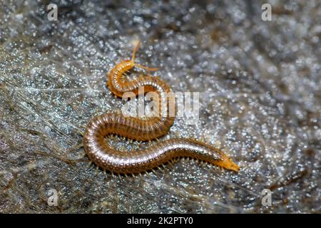 Primo piano di un centipede macinato, Geophilus carpophagus. Foto Stock