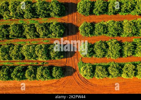 Vista aerea arancione la piantagione di alberi Foto Stock