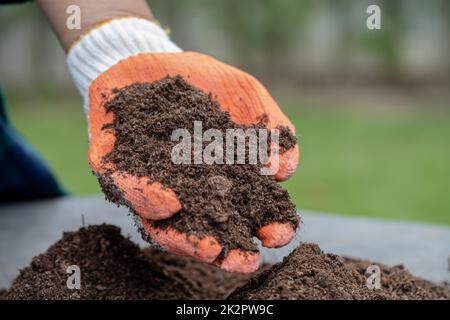 Mano che tiene il muschio di torba materia organica migliora il suolo per agricoltura pianta organica che cresce, concetto di ecologia. Foto Stock