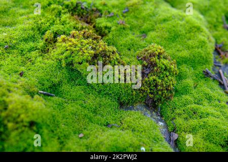 Muschio. La texture del muschio muschio verde naturale in macro Foto Stock