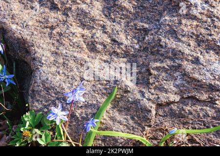 Fiore blu e pietra zen spa su sfondo grigio Foto Stock