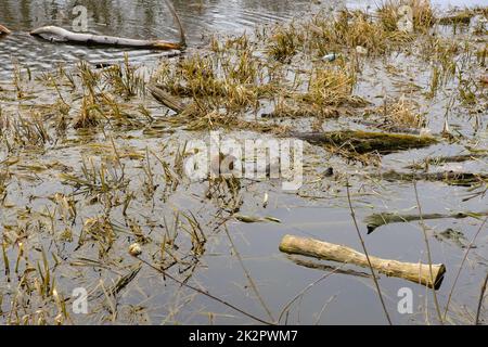 Muskrat (Ondatra zibethica) in primavera in Ucraina Foto Stock