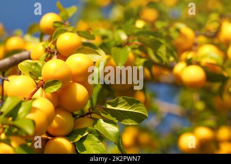 Giallo wild mirabelle prune (Prunus domestica subsp. syriaca) Frutti crescente sul ramo di albero Foto Stock