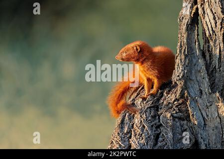 Sottile Mongoose seduto in un albero Foto Stock