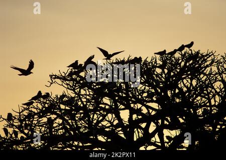 Corvi pied su un albero al tramonto. Foto Stock