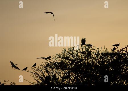 Corvi pied e aironi di bestiame su un roost comune al tramonto. Foto Stock