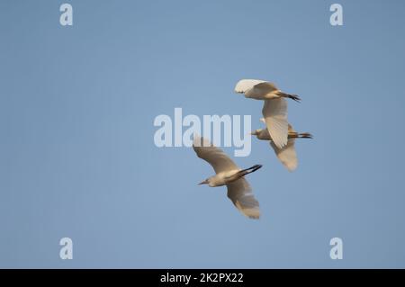 Aironi bovini Bubulcus ibis in volo su Dakar. Foto Stock