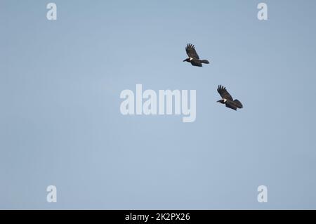 Coppia di corvi pied Corvus albus in volo. Foto Stock
