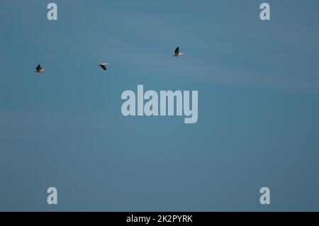 Grandi pellicani bianchi Pelecanus onocrotalo in volo. Foto Stock