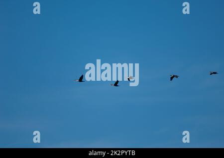 Gregge di grandi cormorani Phalacrocorax carbo in volo. Foto Stock