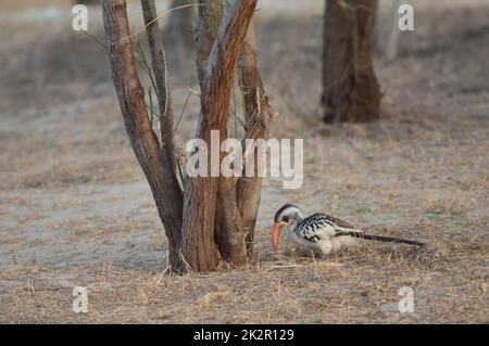 Hornbill rosso Tockus erythrorhynchus kempi alla ricerca di cibo. Foto Stock