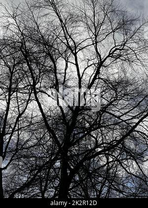 Immagini di alberi e cieli ispirate da Folk Horror. Foto Stock