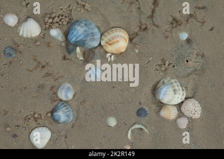 Conchiglie sulla sabbia del fiume Senegal. Foto Stock