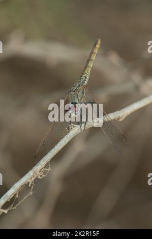 Viola dropwing Trithemis annullato su un ramo. Foto Stock