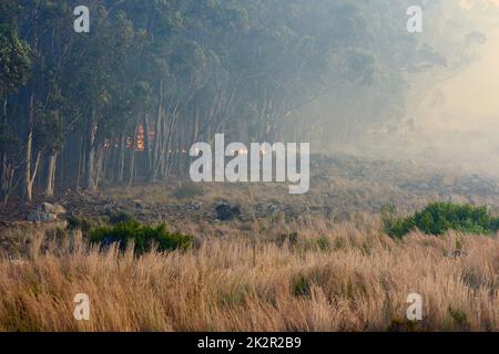 Fiamme nel treeline. Un fuoco selvaggio che brucia in lontananza. Foto Stock