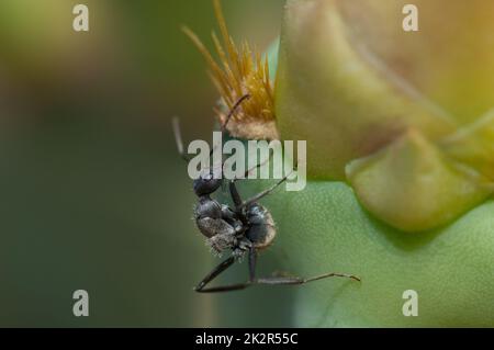 Carpentiere ant Camponotus sericeus su una pera Prickly Opuntia sp. Foto Stock