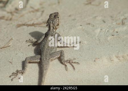 agama comune AGAMA agama sulla sabbia. Foto Stock