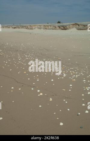 Conchiglie sulla sabbia di una spiaggia. Foto Stock