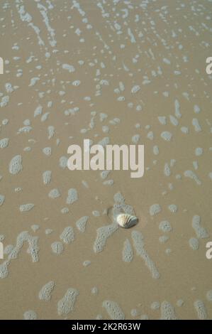 Conchiglia sulla sabbia di una spiaggia. Foto Stock
