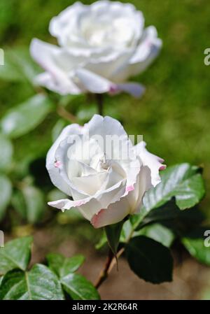 Bella rosa bianca su un cespuglio nel giardino. Foto Stock