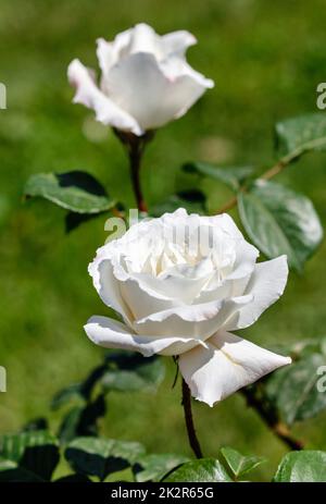 Bella rosa bianca su un cespuglio nel giardino. Foto Stock