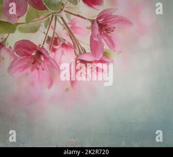 Fiore di primavera Foto Stock