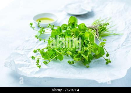 Purslane invernali, lattuga indiana, verdure verdi sane per insalate crude e cucina Foto Stock