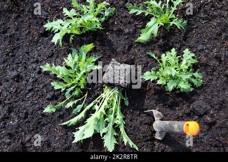 Piantine fresche di mizuna alle erbe di senape giapponese in un giardino da cucina. Utili erbe speziate per la nutrizione vegana e vegetariana con vitamine. Agricoltura e giardinaggio Foto Stock