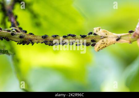 Afidi, mosca nera (afidi di fagioli neri, mosca nera) sulle foglie. Primo piano e fuoco selettivo di una pianta coperta con un gran numero di insetti nocivi neri. Afide di fagiolo (Aphis fabae) o blackfly, afide di fagiolo e afide di foglia di barbabietola. Foto Stock