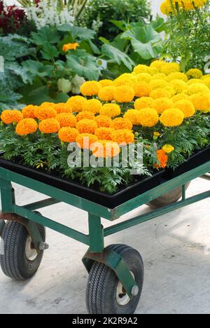 Marigolds colore arancione e giallo (Tagetes erecta, Marigold messicano) Foto Stock