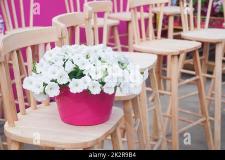 Petunie nel vassoio, Petunia nel vaso, petunia bianca sulla sedia di legno Foto Stock