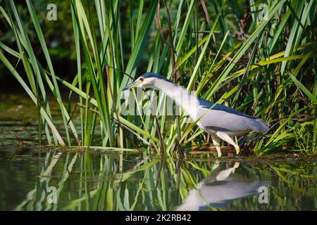 Bird pesca nel lago Foto Stock